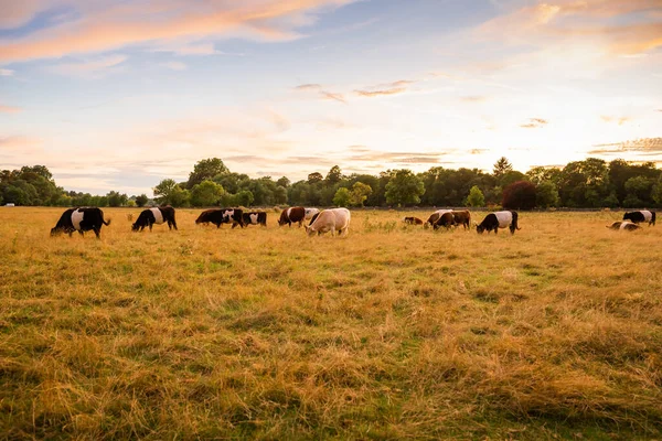 Rebanho Vacas Coloridas Pastando Campo Dourado — Fotografia de Stock