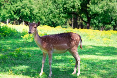 Geyik sürüsü otlatmak Almanya doğal bir parkta yeşil çim üzerinde