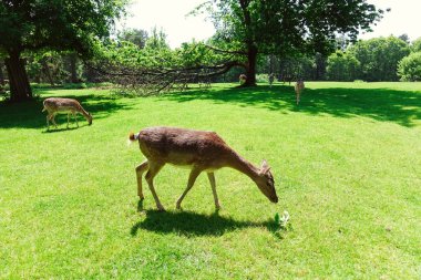 Geyik sürüsü otlatmak Almanya doğal bir parkta yeşil çim üzerinde