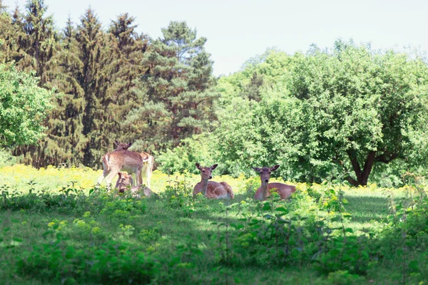 Stádo Jelenů Pasou Zeleném Trávníku Přírodním Parku Německu — Stock fotografie