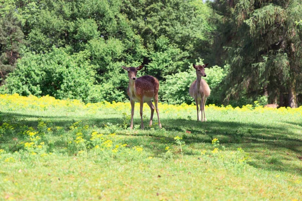 ドイツの自然公園の緑の芝生の上で放牧鹿の群れ — ストック写真