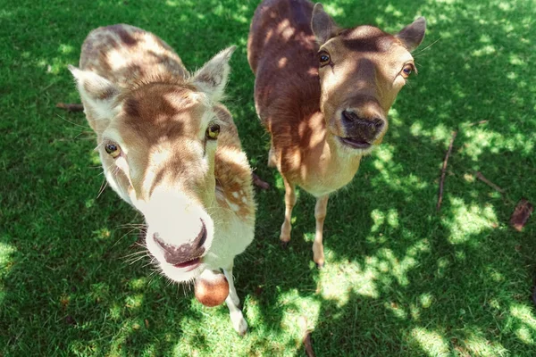 ドイツの自然公園の緑の芝生の上で放牧鹿の群れ — ストック写真