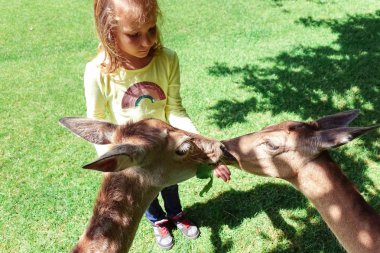 Geyikler Doğa Park besleme mutlu sevimli küçük kız
