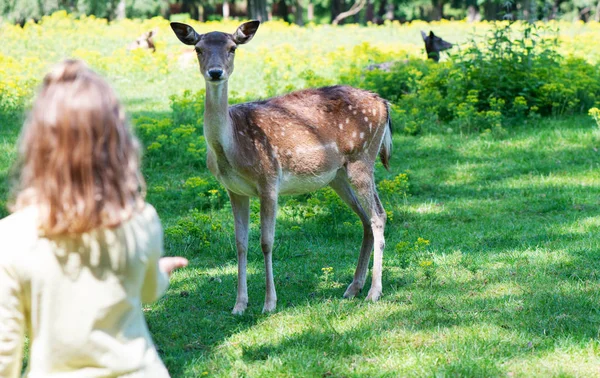 自然公園内の鹿の餌幸せなかわいい女の子 — ストック写真