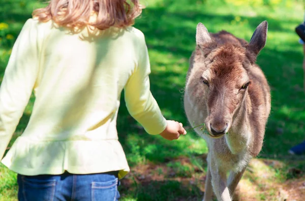 Glad Söt Liten Tjej Utfodra Rådjur Naturparken — Stockfoto