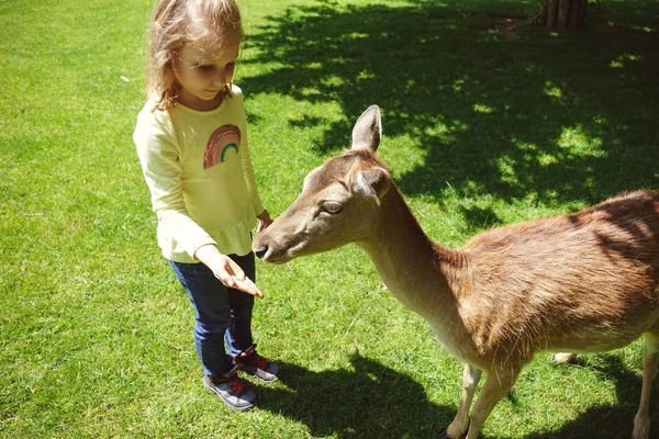 Menina Bonita Feliz Alimentando Veados Parque Natureza — Fotografia de Stock