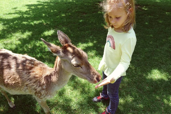 Menina Bonita Feliz Alimentando Veados Parque Natureza — Fotografia de Stock