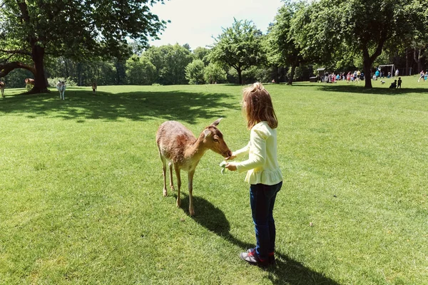 Happy Pretty Little Girl Feeding Deers Nature Park — Stock Photo, Image