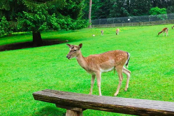 ドイツの自然公園の緑の芝生の上で放牧鹿の群れ — ストック写真