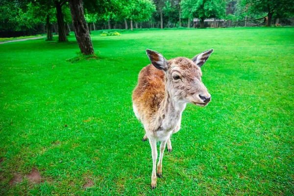 ドイツの自然公園の緑の芝生の上で放牧鹿の群れ — ストック写真