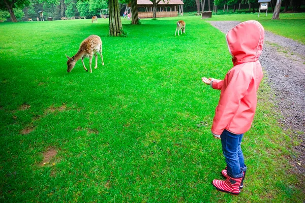 Happy Pretty Little Girl Rubber Boots Feeds Deers Nature Park — Stock Photo, Image