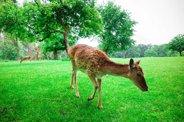 ドイツの自然公園の緑の芝生の上で放牧鹿の群れ — ストック写真