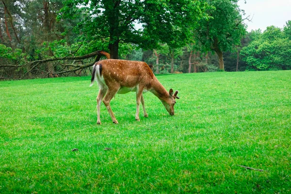ドイツの自然公園の緑の芝生の上で放牧鹿の群れ — ストック写真