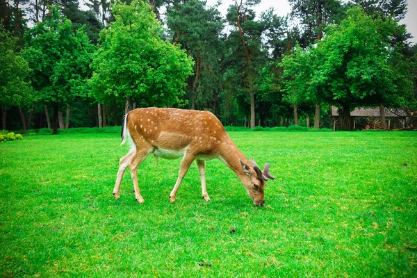 Stádo Jelenů Pasou Zeleném Trávníku Přírodním Parku Německu — Stock fotografie
