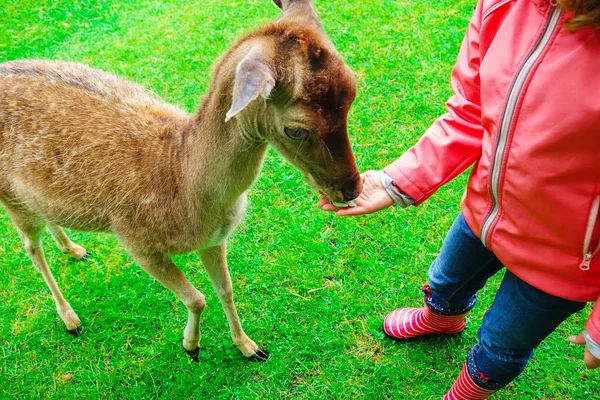 ゴムで幸せなかわいい女の子フィード鹿秋の天候で自然公園のブーツは — ストック写真