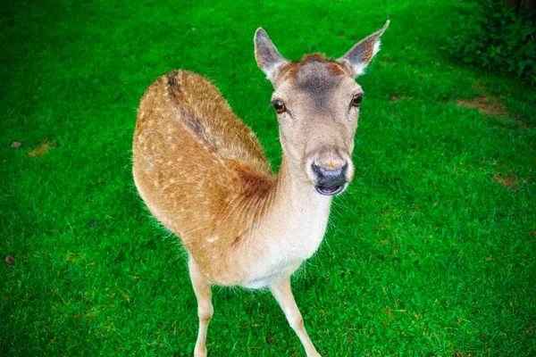 ドイツの自然公園の緑の芝生の上で放牧鹿の群れ — ストック写真