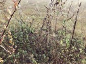 Zár megjelöl kilátás nyílik a pókok hálójában ellen sunrise köd borított területén