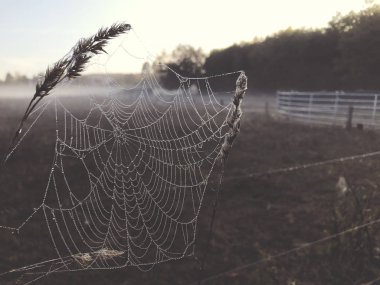 Bir örümcek web gündoğumu karşı sis ile kaplı alanda görünümünü kapat