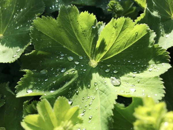 Morning Water Dew Drops Fresh Green Geranium Leaves — Stock Photo, Image