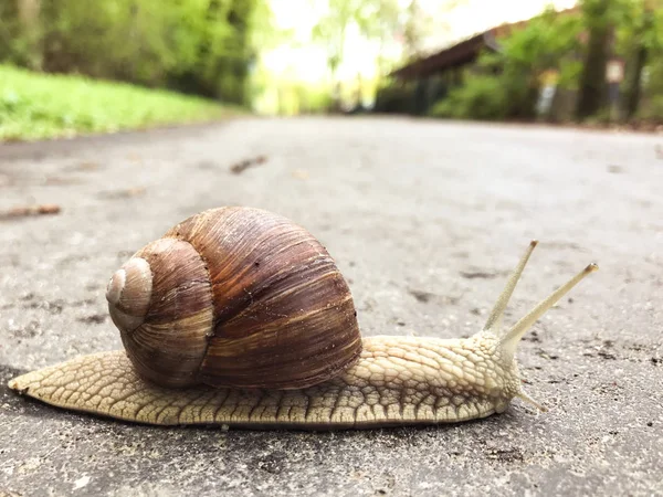 Gran primer plano de caracol en el sendero de alfalto en el parque de primavera — Foto de Stock