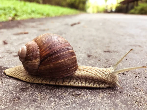 Big snail closeup on alphalt footpath in spring park — Stock Photo, Image