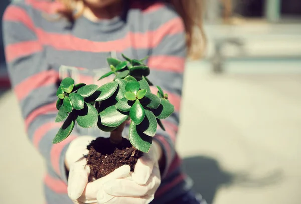 Close Photo Hands Little Girl Holding Young Green Plant Compost — Stock Photo, Image