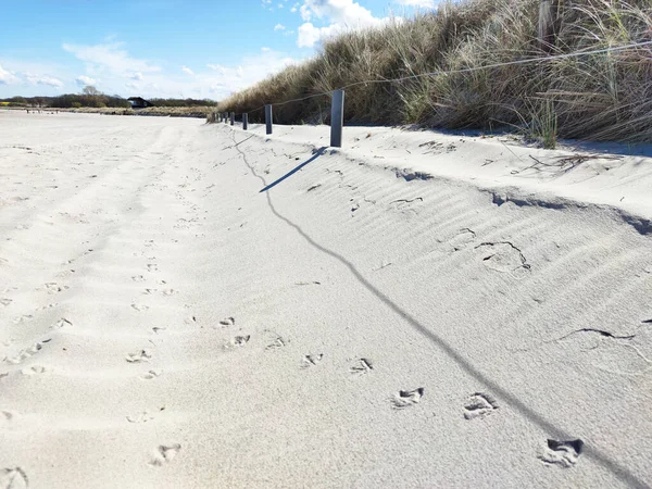 북부의 발트해의 해변에서 발자국을 남기는 갈매기 — 스톡 사진