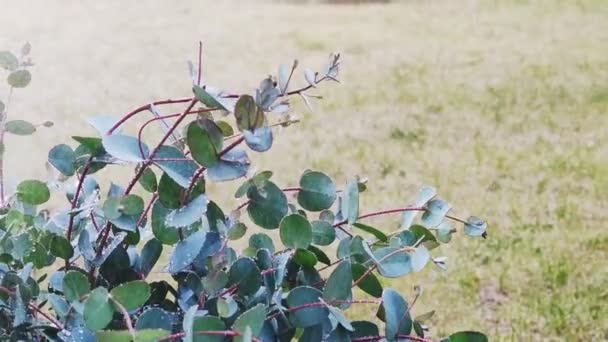 裏庭で美しいユーカリの茂みに水をやるビデオ — ストック動画