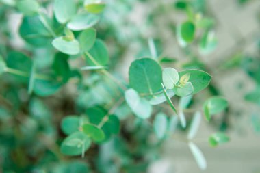 Gunnii çalılarının taze mavi okaliptüs yapraklarının yakın fotoğrafını çek.