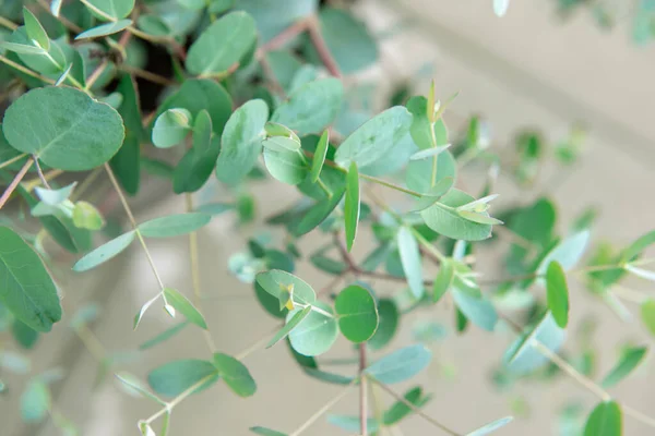 Photo Rapprochée Feuilles Eucalyptus Bleu Frais Gunnii Bush — Photo