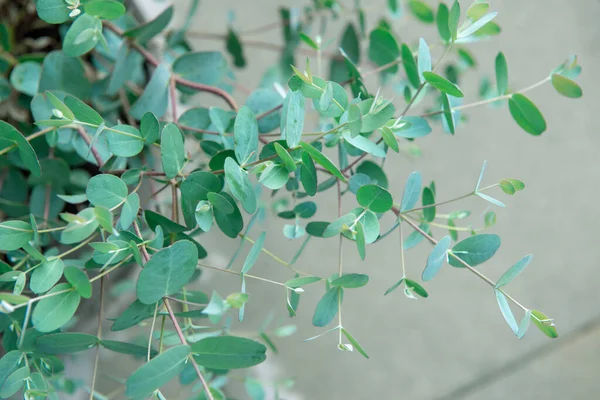 Närbild Foto Färska Blå Eukalyptus Blad Gunnii Buske — Stockfoto