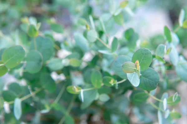 Photo Rapprochée Feuilles Eucalyptus Bleu Frais Gunnii Bush — Photo