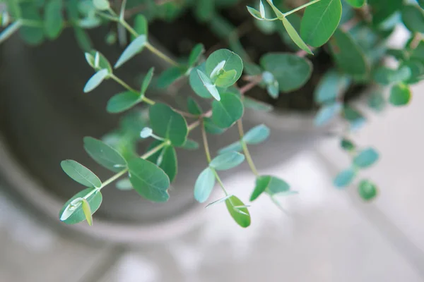 Zamknij Zdjęcie Świeżego Niebieskiego Eukaliptusa Liści Krzewu Gunnii — Zdjęcie stockowe