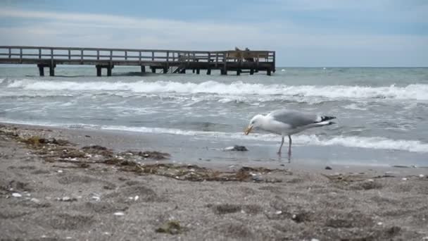 Moving Video Walking Seagull Coast Baltic Sea Wooden Pier Background — Stock Video