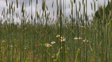 Tahıllı buğday başaklarının videosu yazın rüzgarı titretiyor. Tarım sektörü kavramı