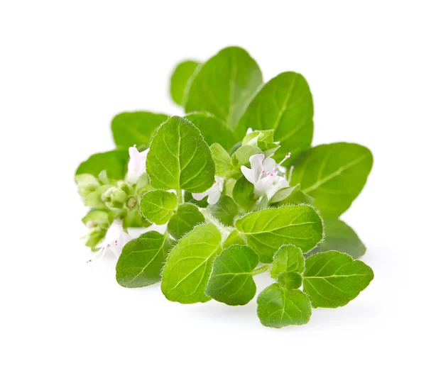 Oregano Blommor Vit Bakgrund — Stockfoto