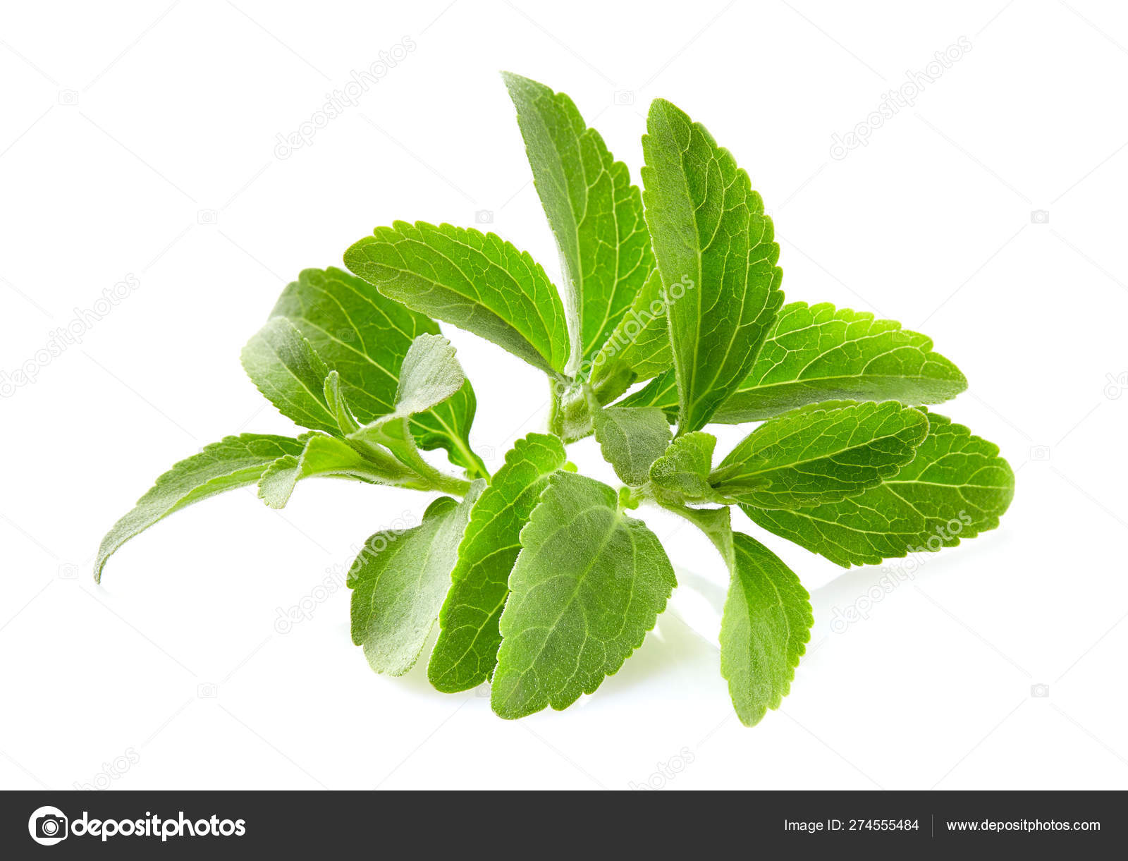 Stevia plant on white background Stock Photo by ©Dionisvera 274555484