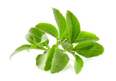 Beyaz arka plan üzerinde Stevia bitki
