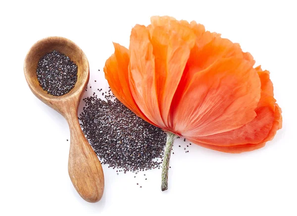 Poppy seeds with flower in closeup — Stock Photo, Image