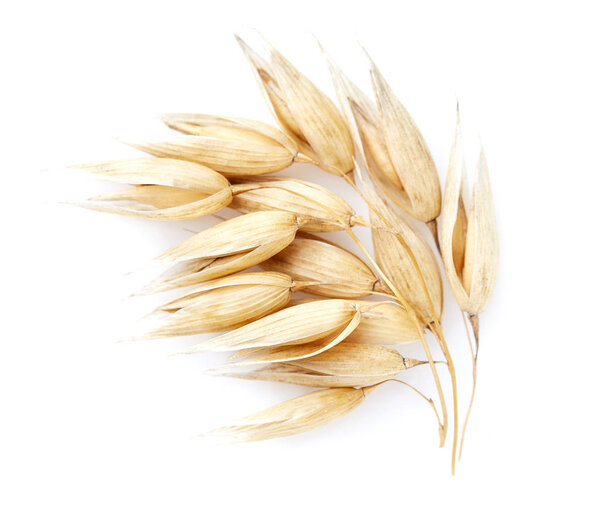 Oats in closeup on white background