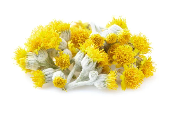 Ramitas de helichrysum en primer plano —  Fotos de Stock