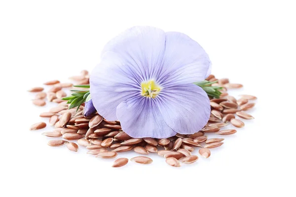 Льняной цветок с семенами крупным планом — стоковое фото