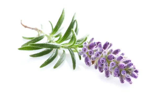 Lavendelpflanze in Nahaufnahme auf weißem Hintergrund — Stockfoto