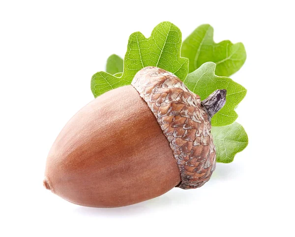 Acorn Con Hojas Sobre Fondo Blanco —  Fotos de Stock