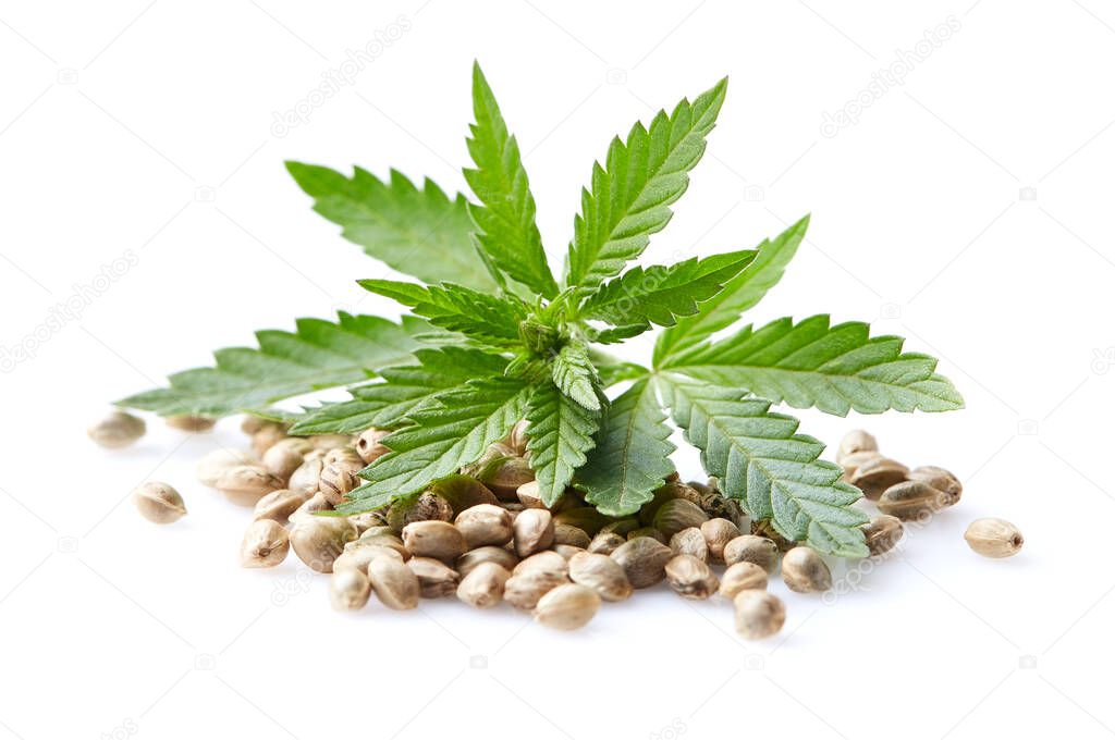 Hemp seeds with cannabis plant in closeup