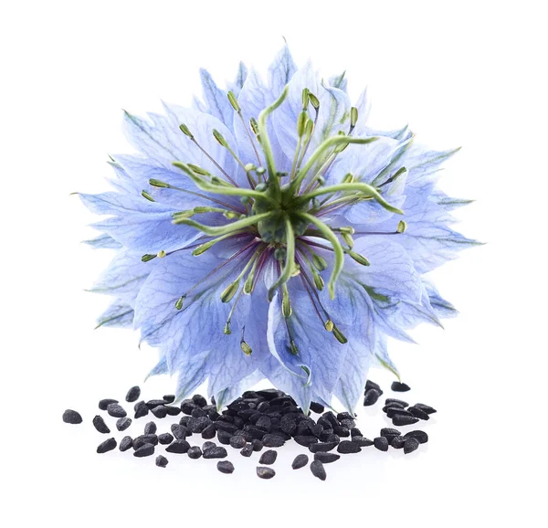 Schwarzkümmel Mit Blume Auf Weißem Hintergrund — Stockfoto