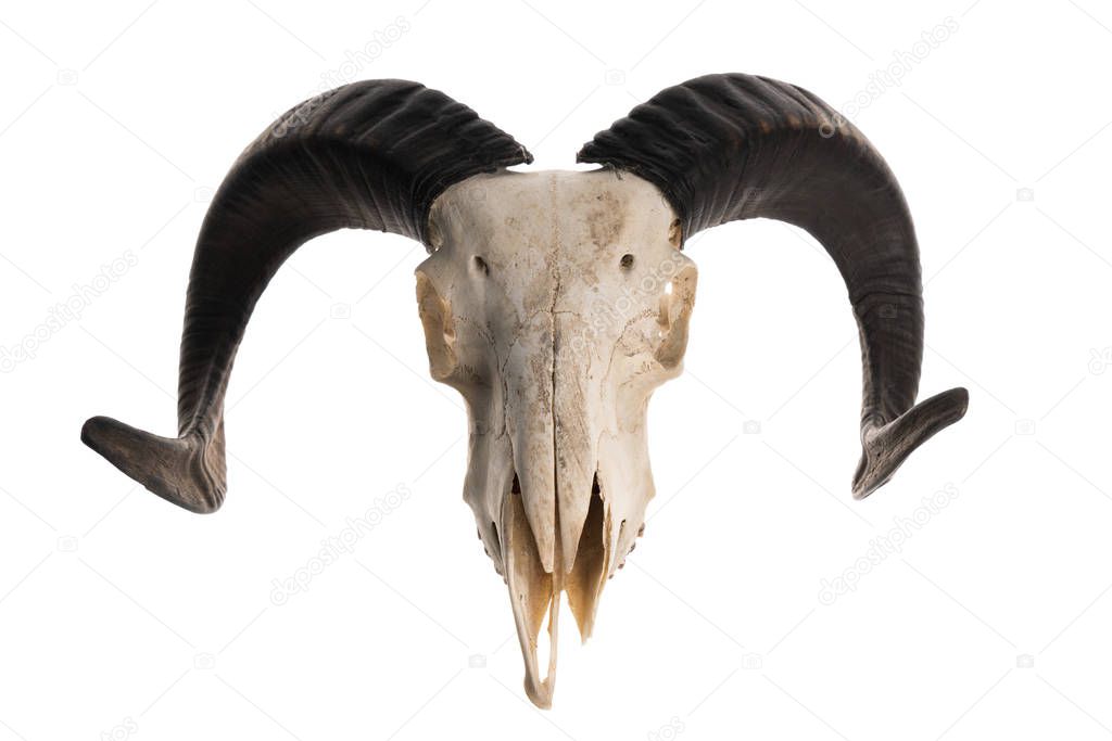 Studio shot of a ram skull with horns, isolated on white background 
