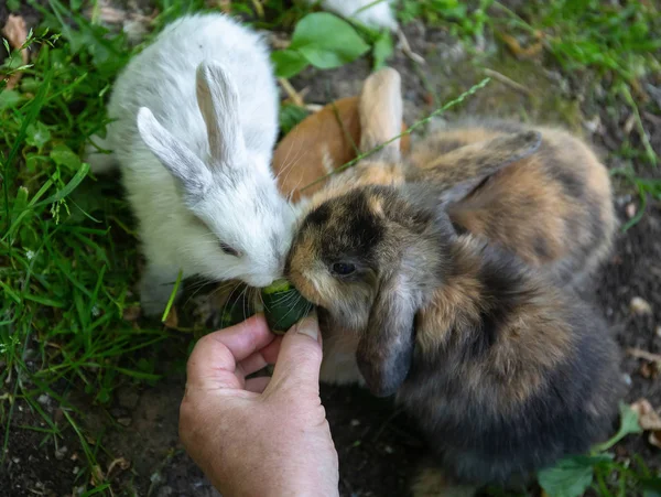 Conejo y su pequeño racimo en un campo verde — Foto de stock © Observer