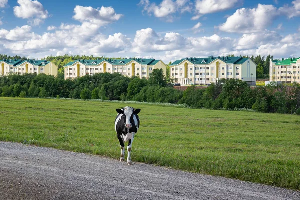 Cow on the road near the village