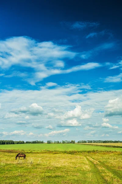 Vertical version rural view green field and cloudy sky — Stock Photo, Image